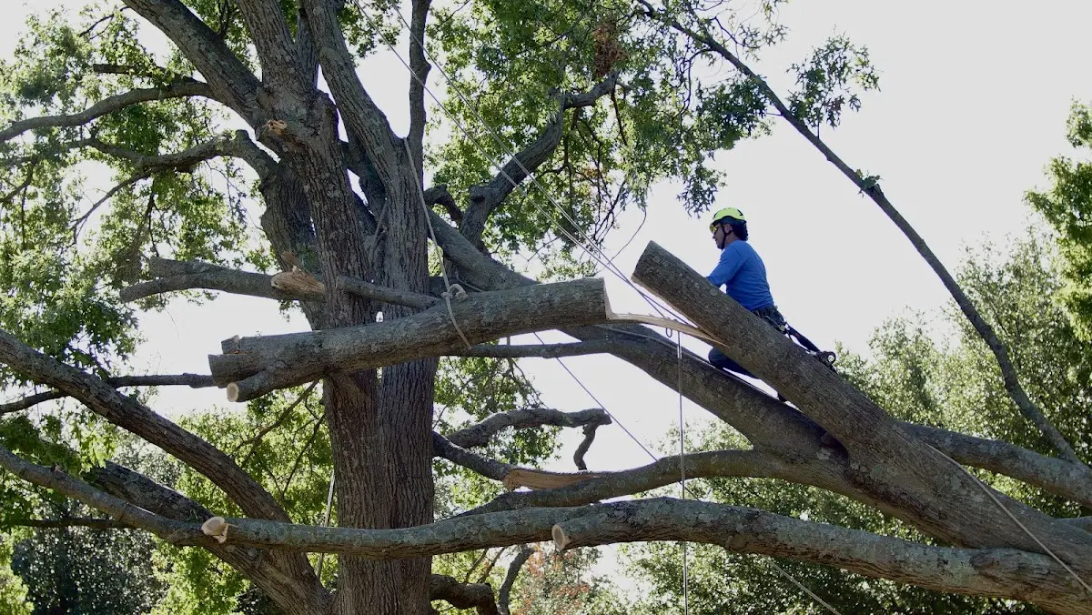 Professional Crown Thinning performed by certified arborists in Eveleth